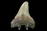 Fossil Megalodon Tooth - North Carolina #130036-2